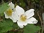 Rubus x tridel Benendon1